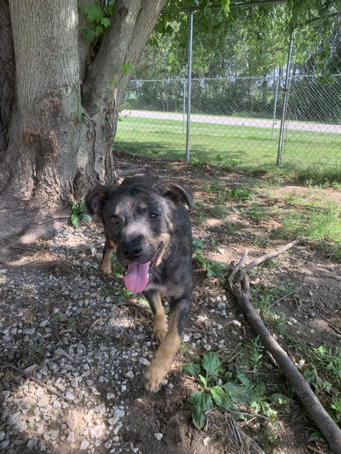 Enlarge Waffles, an adoptable mixed breed in Mason City, IL image 2/5