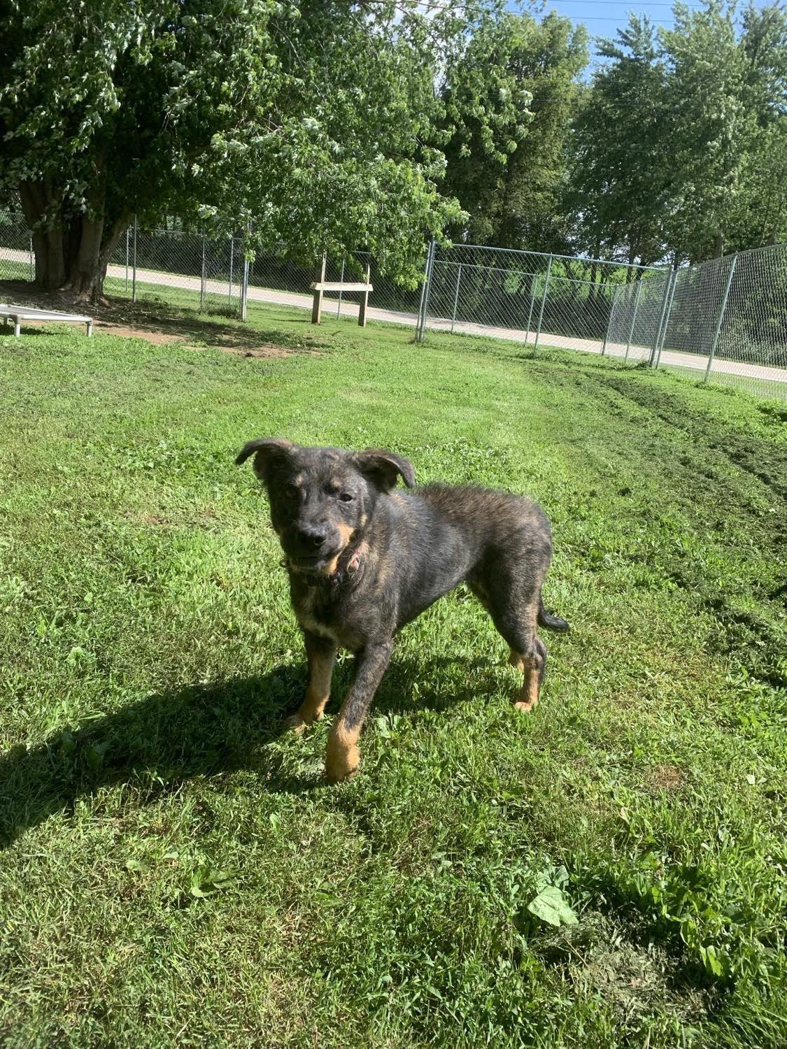Enlarge Waffles, an adoptable mixed breed in Mason City, IL image 1/5