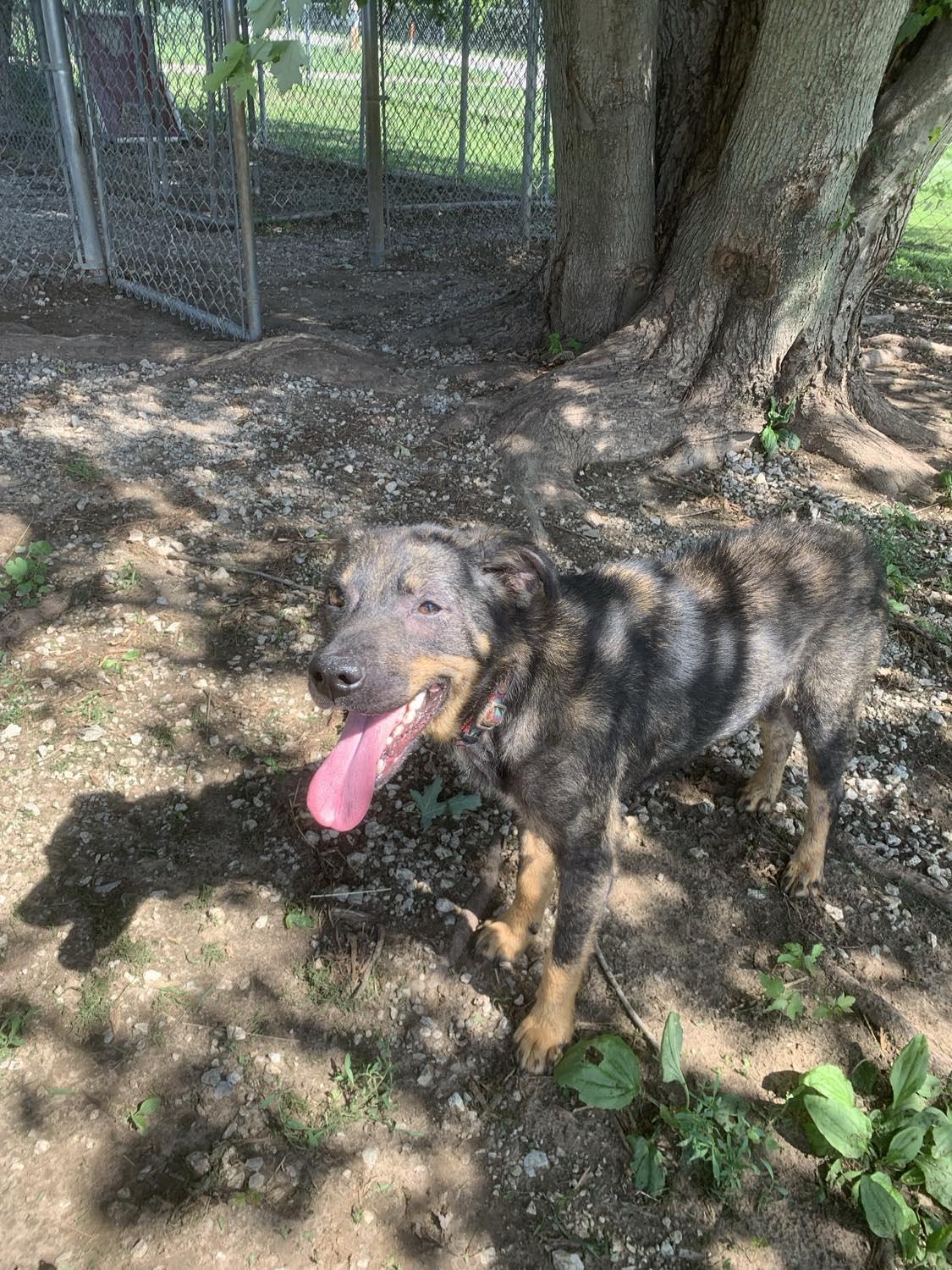 Enlarge Waffles, an adoptable mixed breed in Mason City, IL image 3/5
