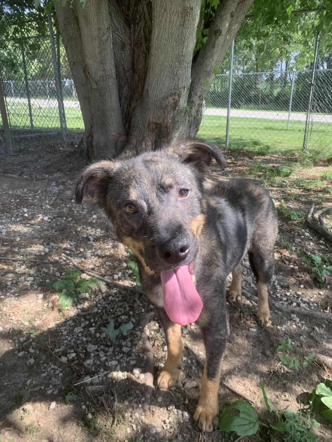 Enlarge Waffles, an adoptable mixed breed in Mason City, IL image 4/5