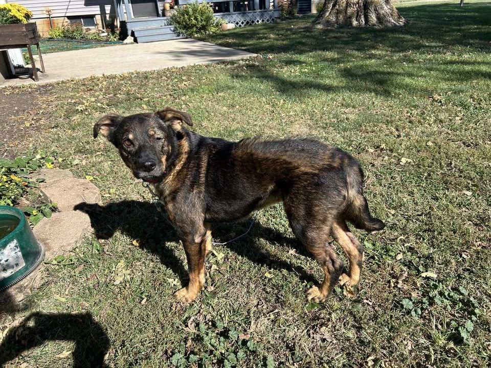 Enlarge Waffles, an adoptable mixed breed in Mason City, IL image 2/6