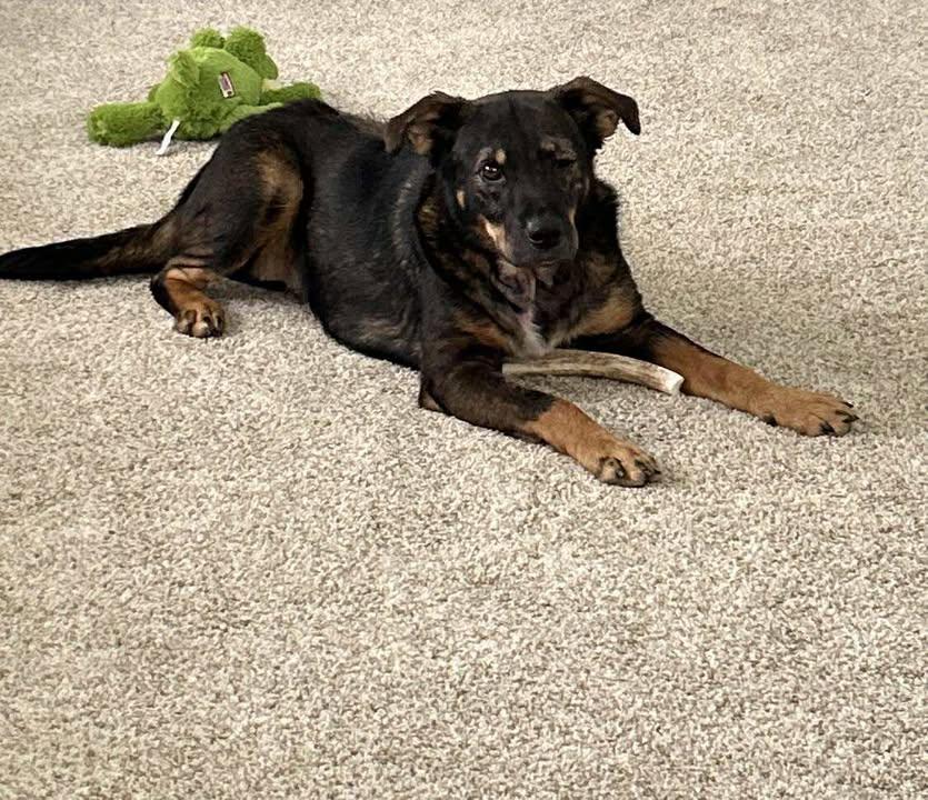 Enlarge Waffles, an adoptable mixed breed in Mason City, IL image 3/6