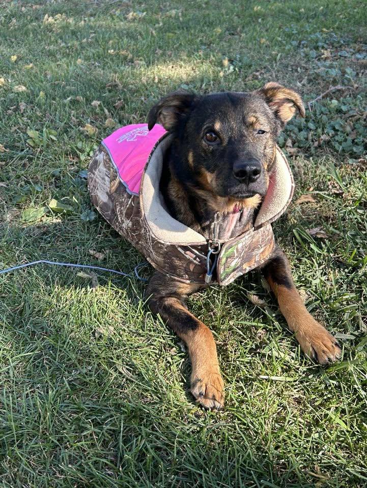 Waffles, adoptable, Young Female German Shepherd Dog & Chocolate Labrador Retriever.