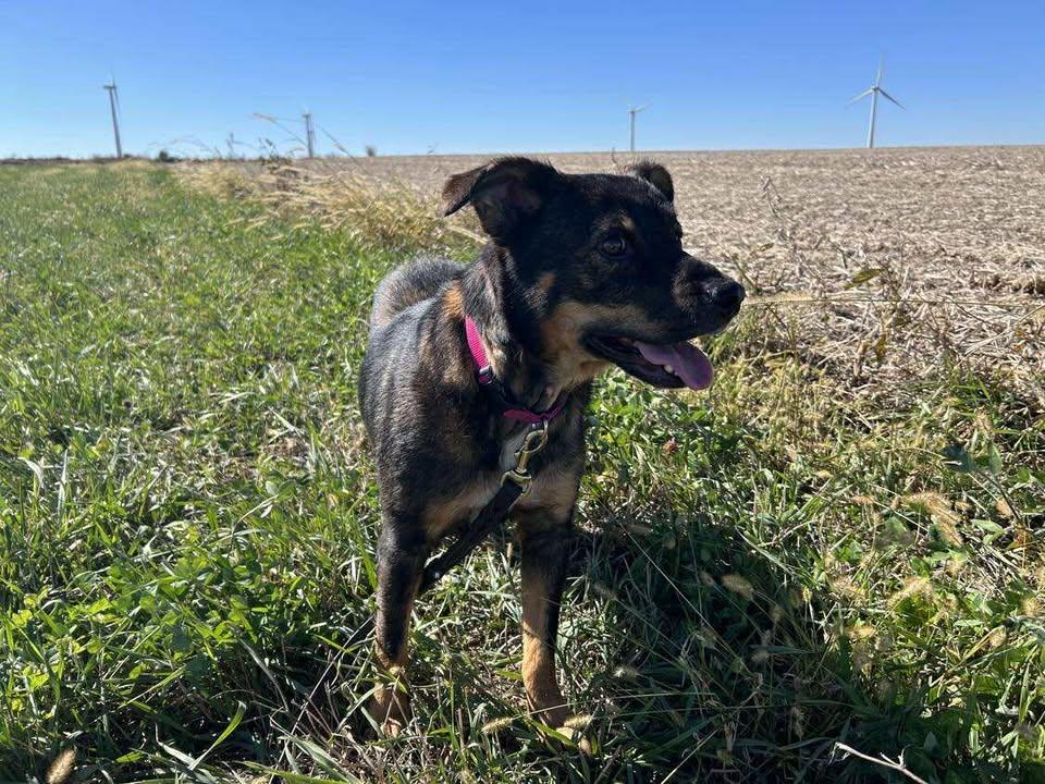 Enlarge Waffles, an adoptable mixed breed in Mason City, IL image 5/6