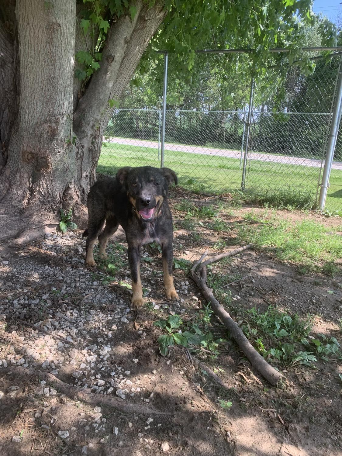 Enlarge Waffles, an adoptable mixed breed in Mason City, IL image 5/5