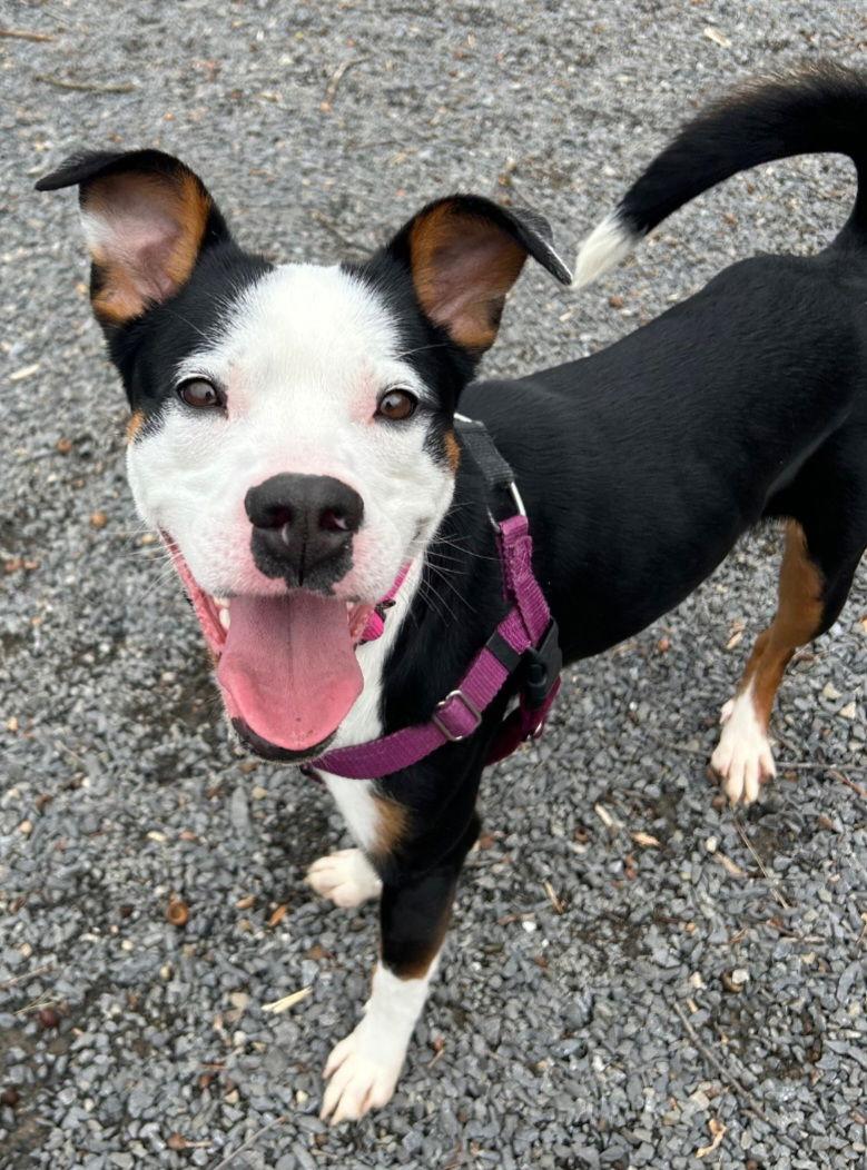 Enlarge Espresso, a Adoptable Terrier in Berkeley Springs, WV image 1/3