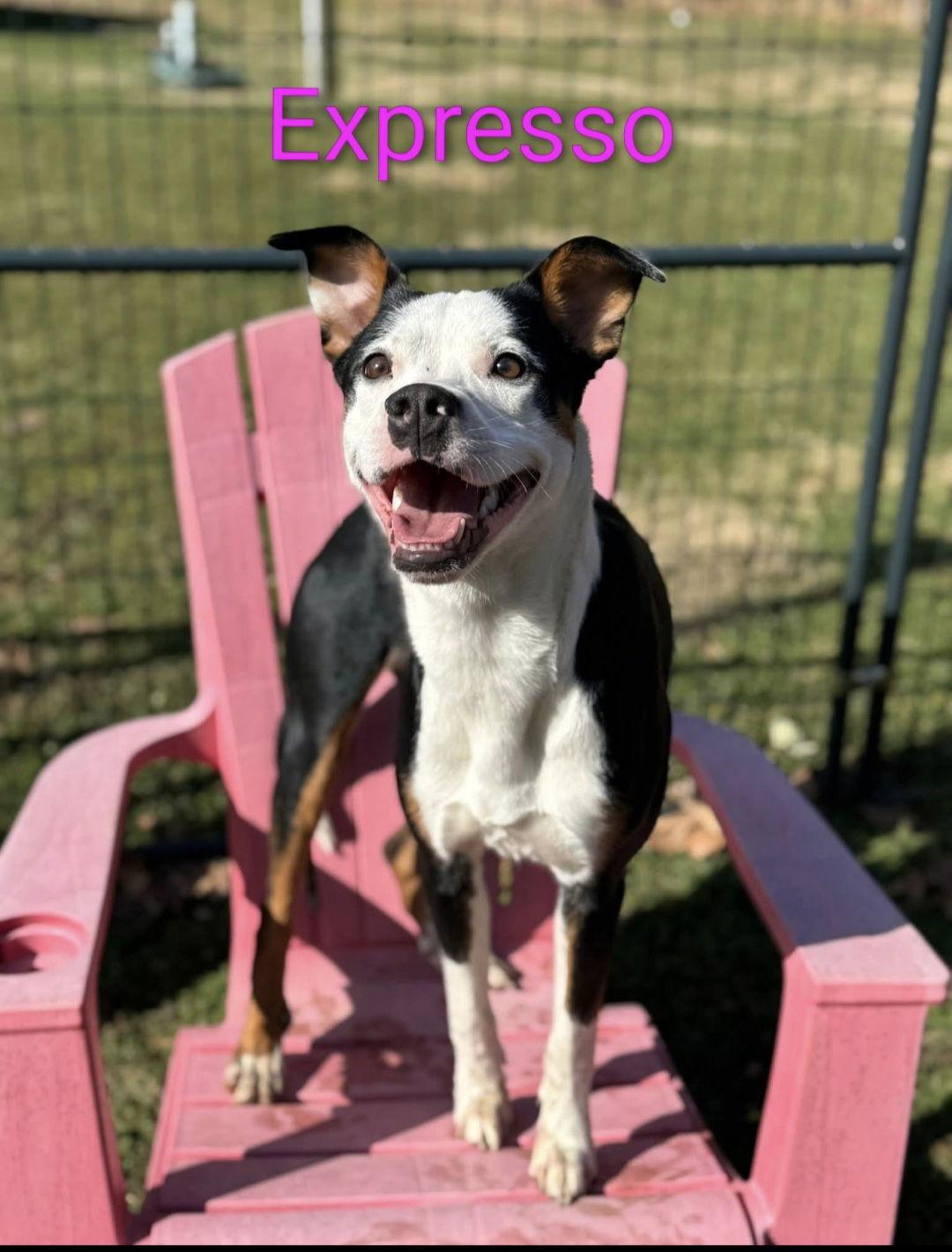 Enlarge Espresso, a Adoptable Terrier in Berkeley Springs, WV image 2/3