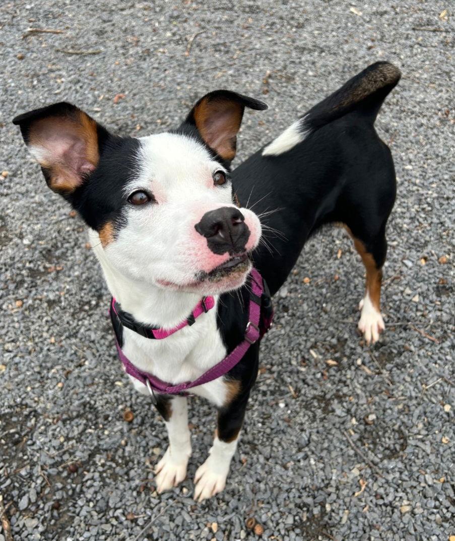 Enlarge Espresso, a Adoptable Terrier in Berkeley Springs, WV image 3/3