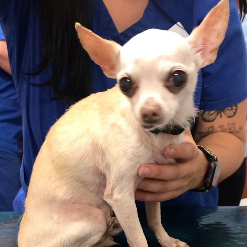 Lucky, Adoptable, Senior Male Chihuahua.