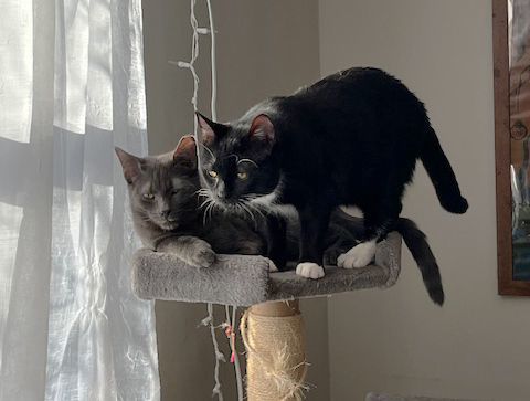 John Goodman, a Adoptable Domestic Short Hair in Philadelphia, PA image 2/4