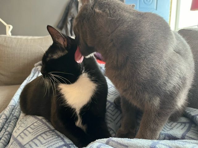 John Goodman, a Adoptable Domestic Short Hair in Philadelphia, PA image 3/4