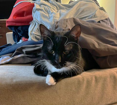 John Goodman, a Adoptable Domestic Short Hair in Philadelphia, PA image 4/4