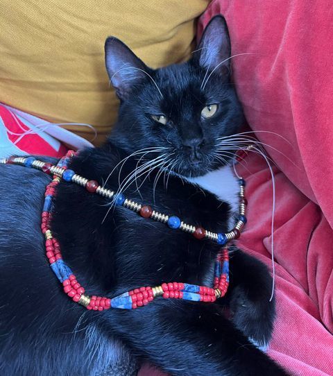 John Goodman, Adoptable, Young Male Domestic Short Hair.