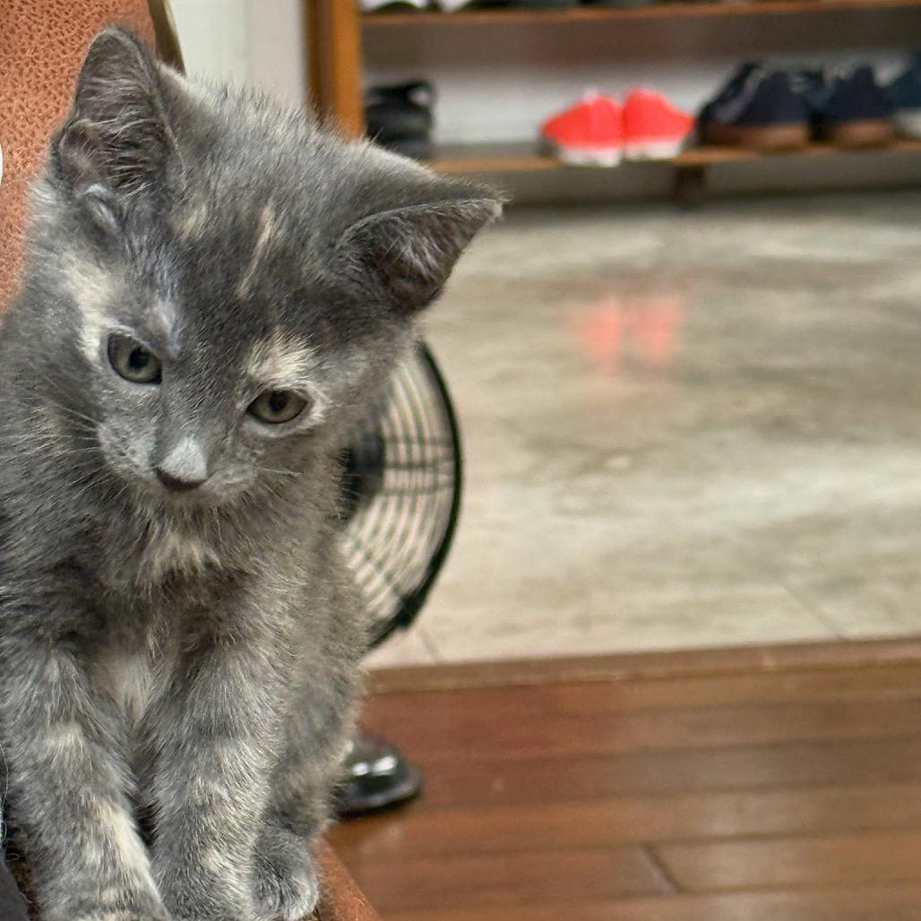 Nutmeg, Adoptable, Kitten Female Domestic Short Hair.