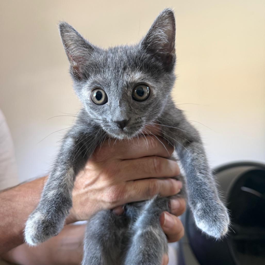 Enlarge Nutmeg, a Adoptable Domestic Short Hair in Escondido, CA image 2/5