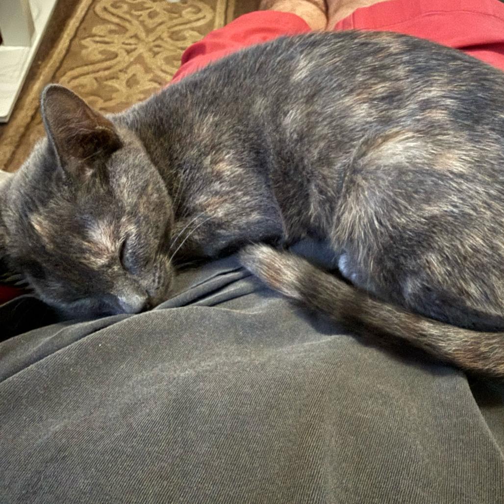 Enlarge Nutmeg, a Adoptable Domestic Short Hair in Escondido, CA image 3/5