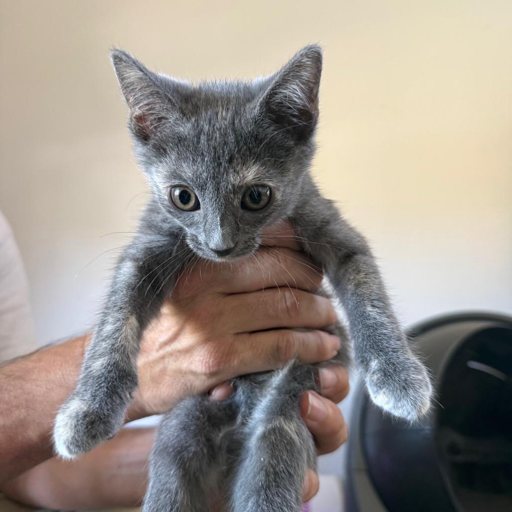 Enlarge Nutmeg, a Adoptable Domestic Short Hair in Escondido, CA image 4/5