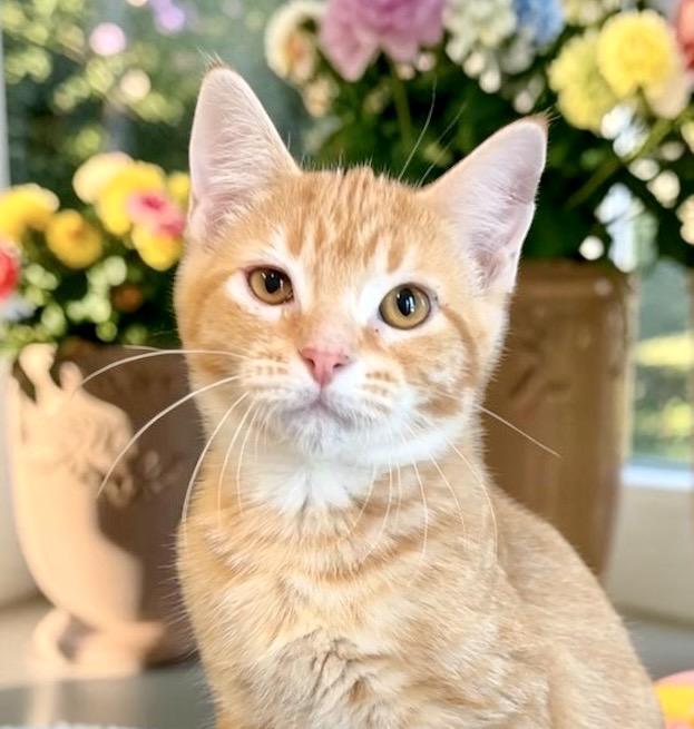 Blake - KITTEN, adopted, Kitten Male Tabby.