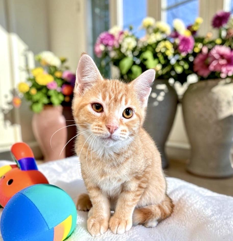 Enlarge Blake - KITTEN, an adopted Tabby in Perry, IA image 2/4