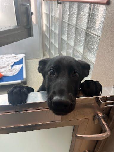 Enlarge Marla, a Adoptable mixed breed in Washington, DC image 1/1