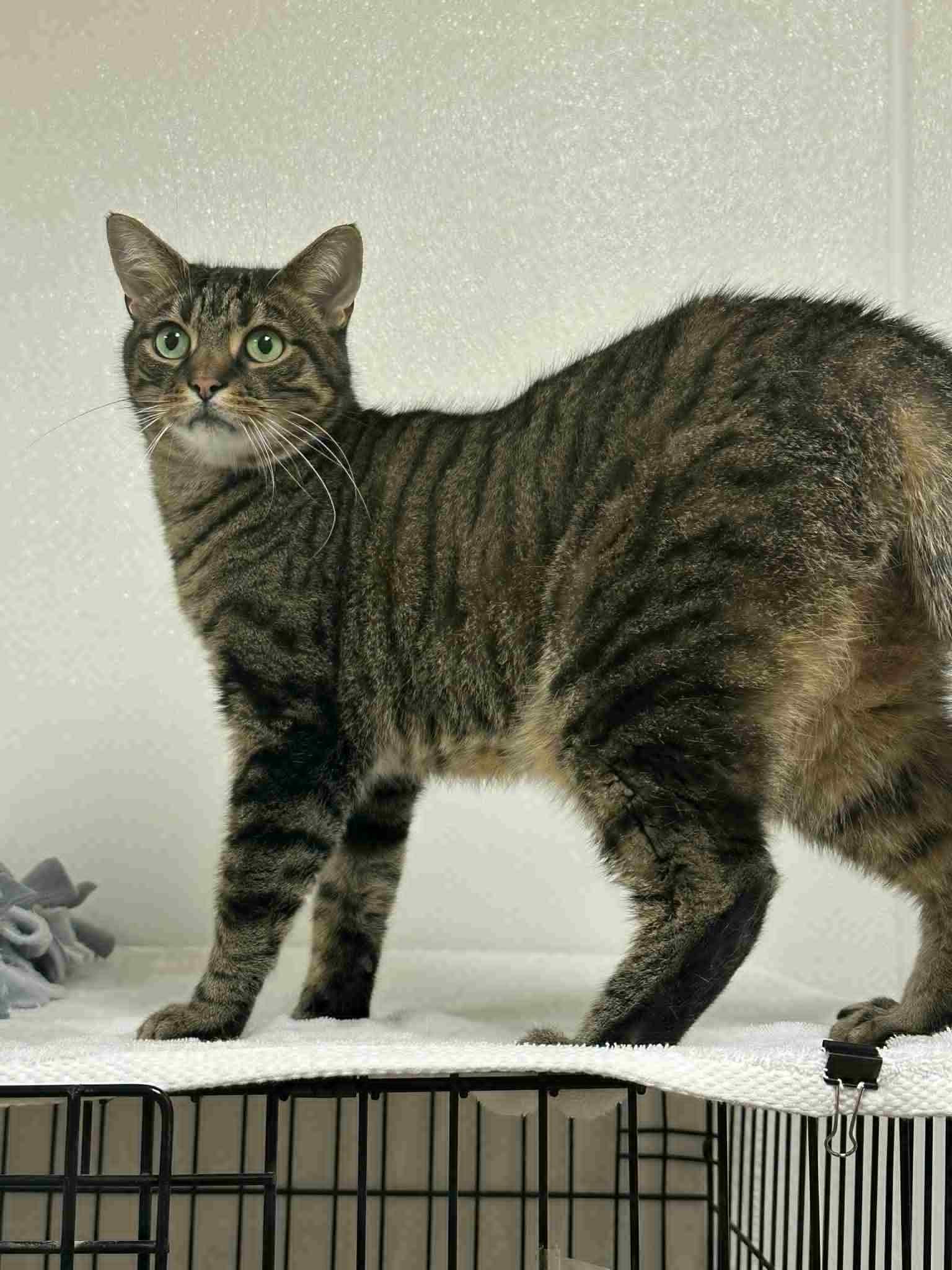 Sokka, Adoptable, Adult Male Tabby.