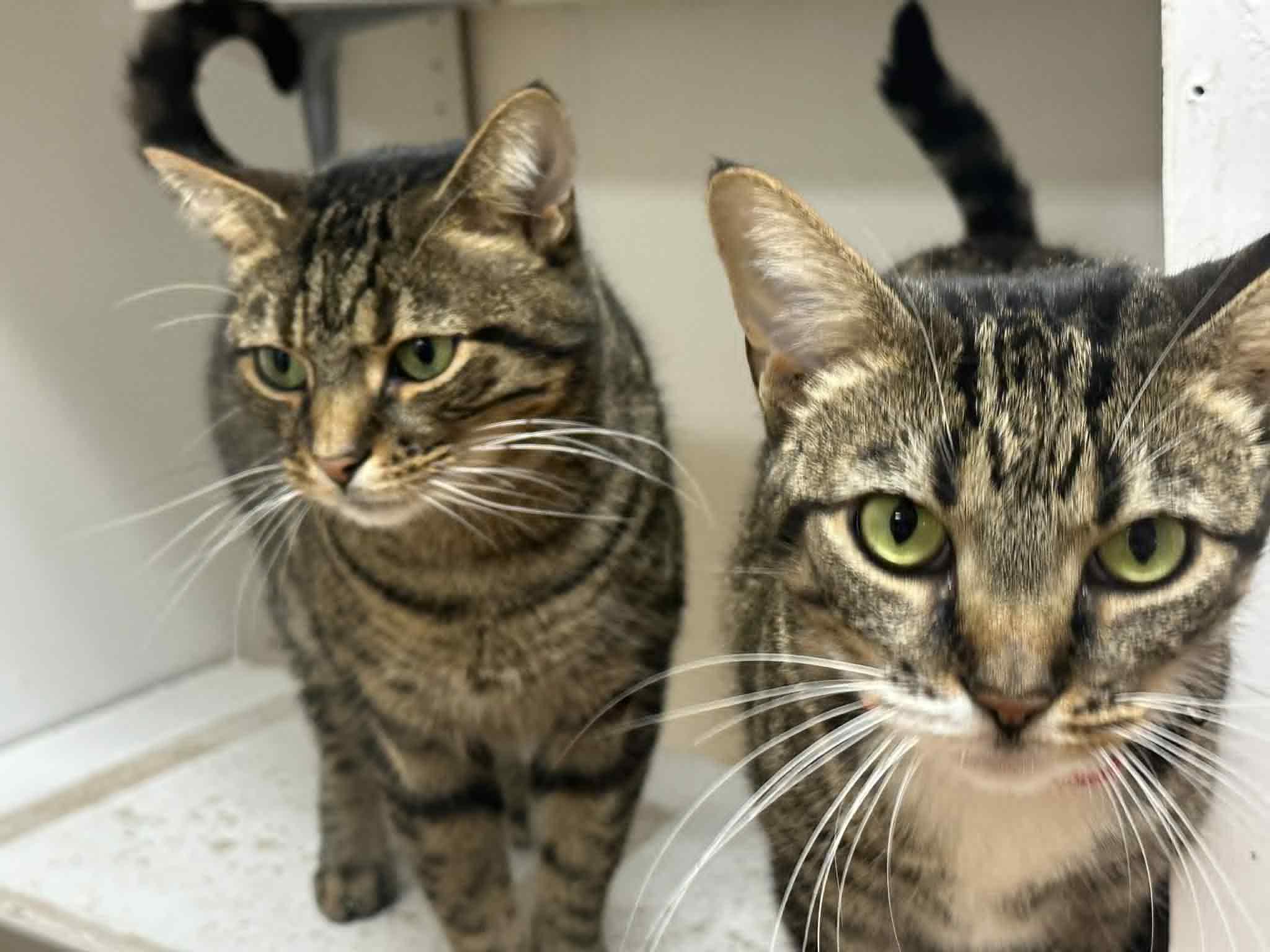 Sokka, a Adoptable Tabby in Mauston, WI image 2/3