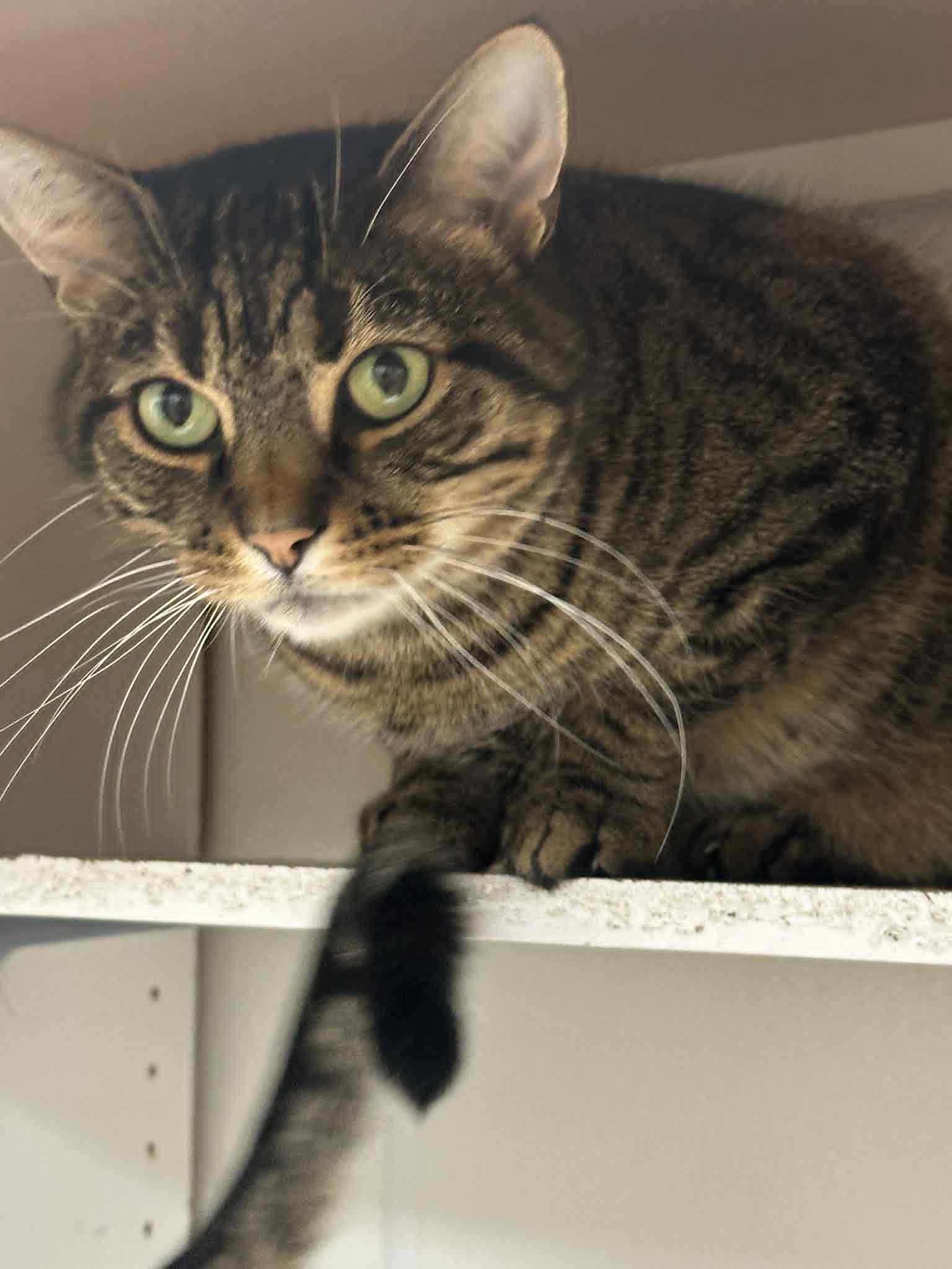 Sokka, a Adoptable Tabby in Mauston, WI image 3/3