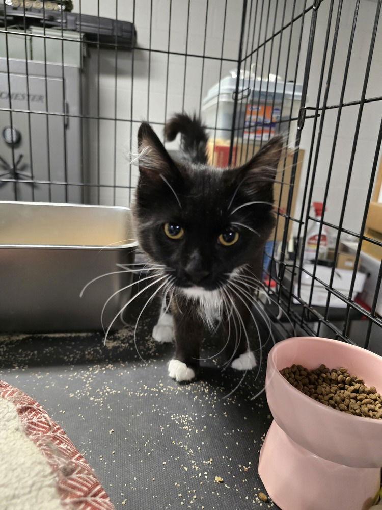 Enlarge Toast, a Adoptable Domestic Long Hair in Pittstown, NJ image 1/2
