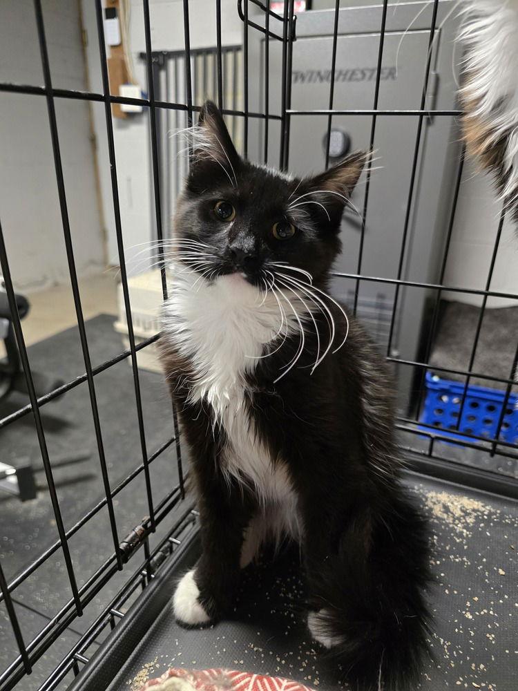 Enlarge Toast, a Adoptable Domestic Long Hair in Pittstown, NJ image 2/2