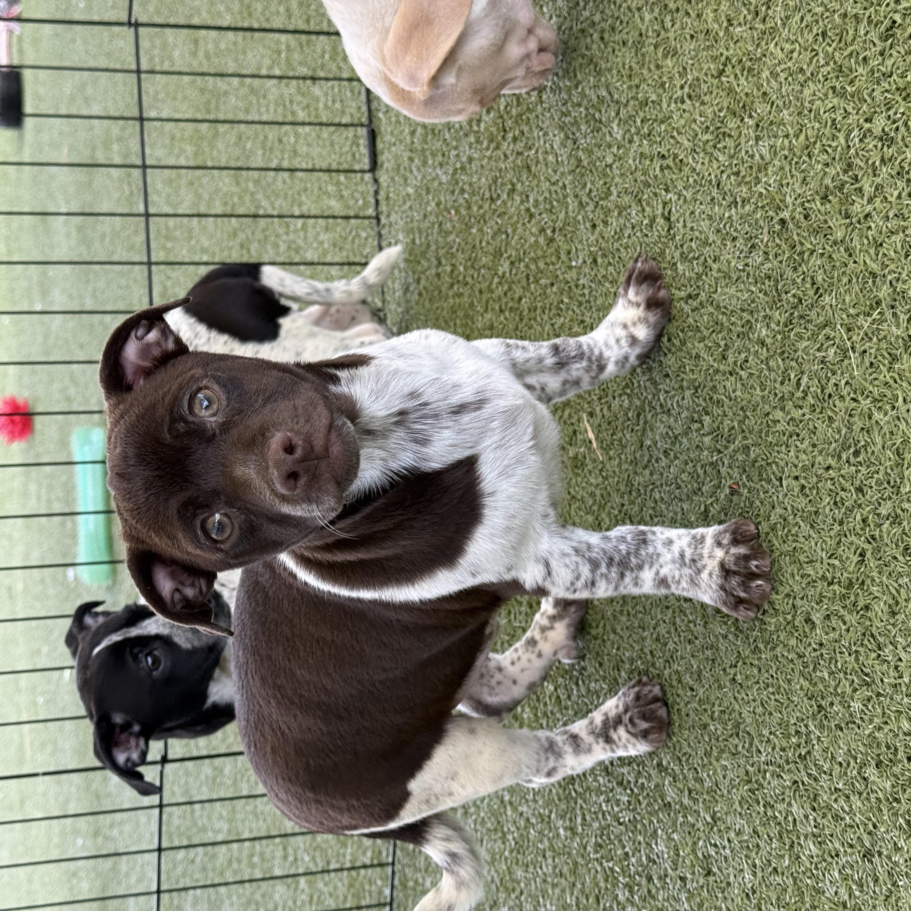Enlarge Charlie, an adoptable mixed breed in Hays, KS image 5/5