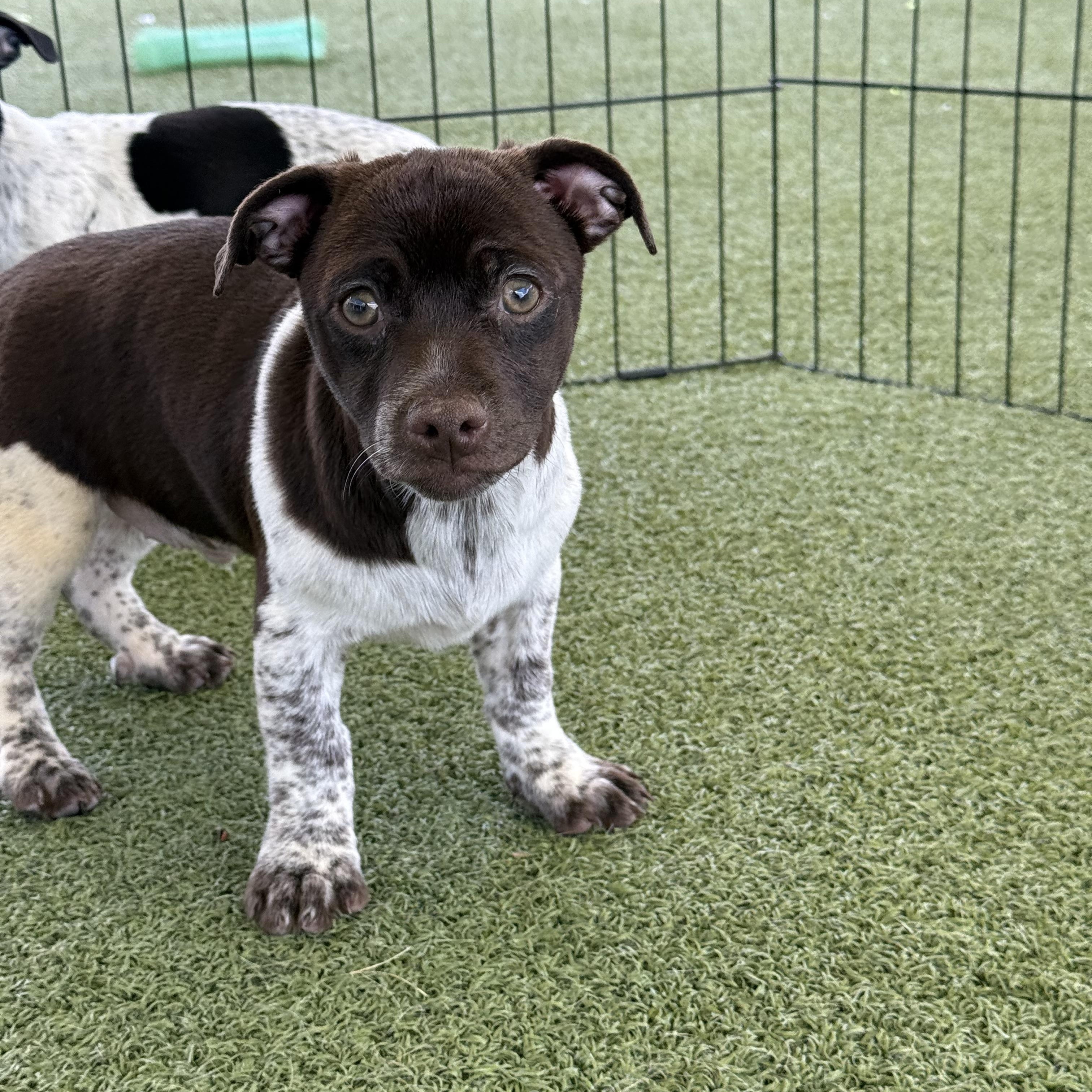 Enlarge Charlie, an adoptable mixed breed in Hays, KS image 4/5