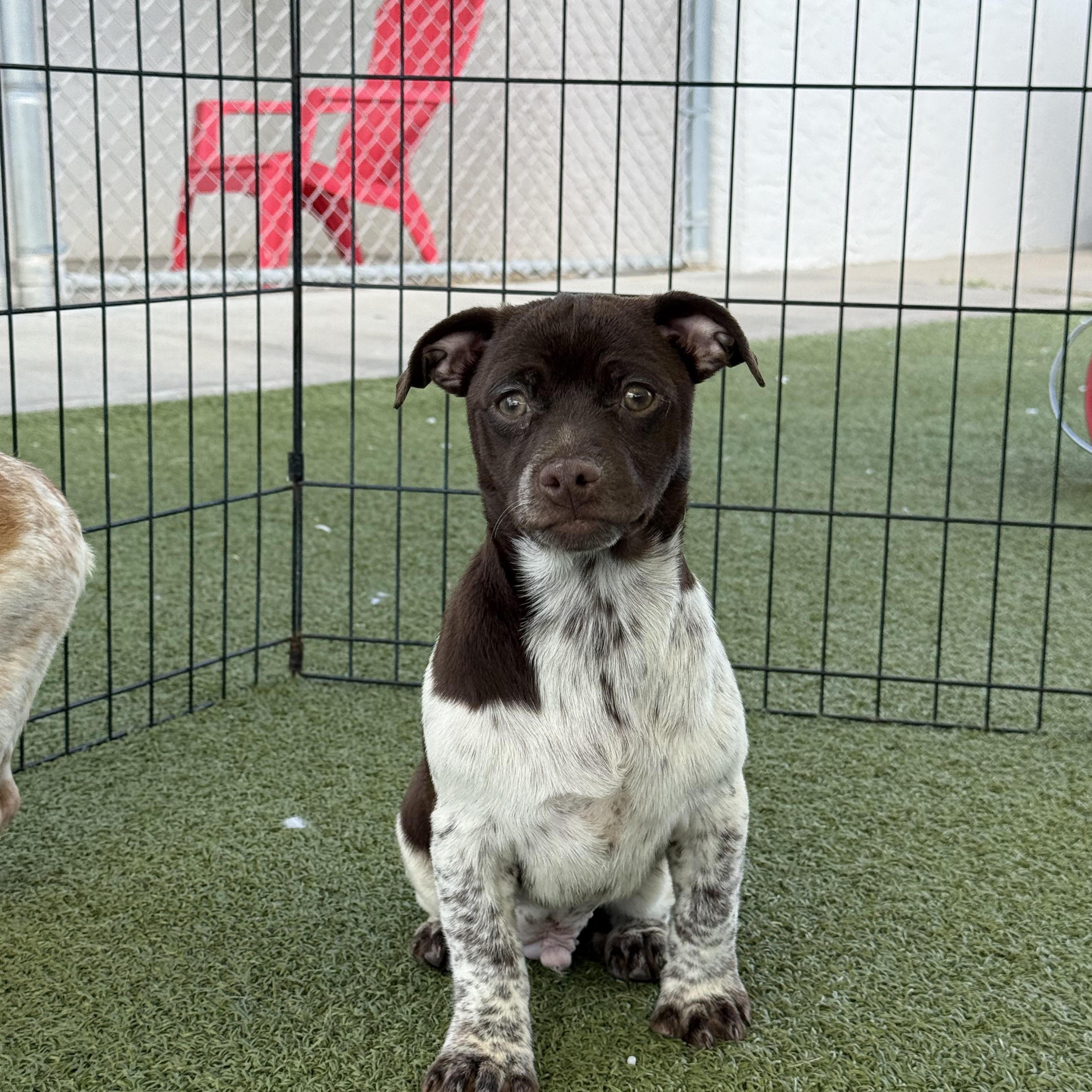 Enlarge Charlie, an adoptable mixed breed in Hays, KS image 3/5