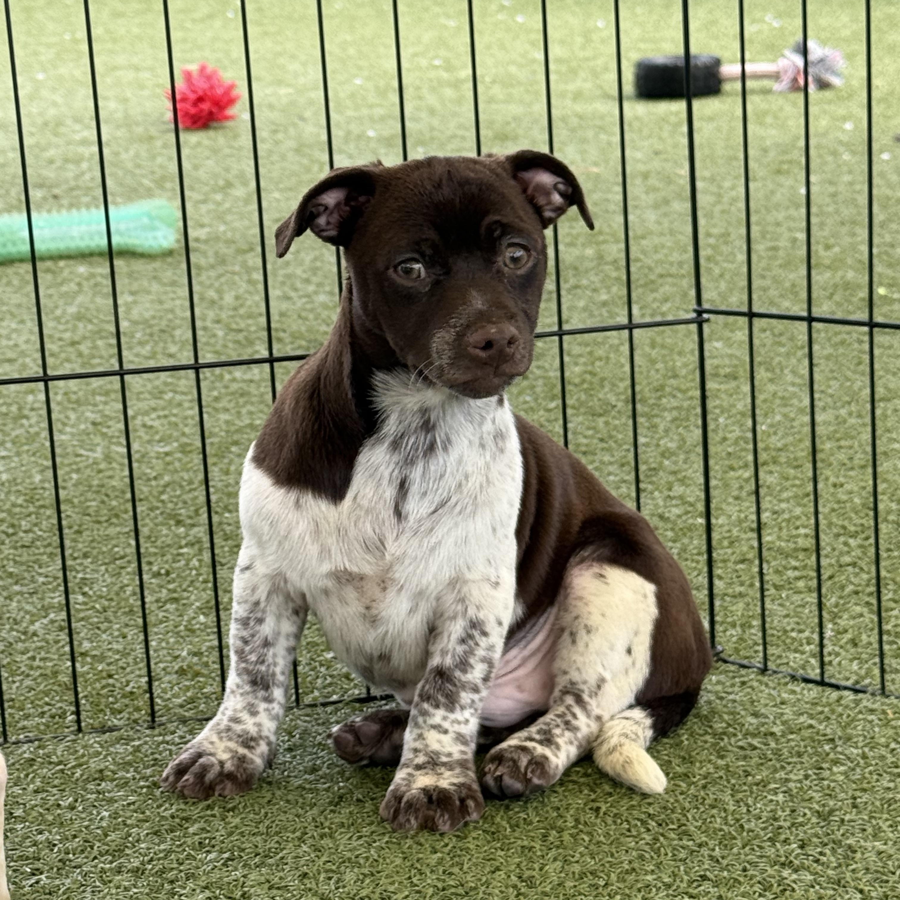 Charlie, adoptable, Young Male Chihuahua & Dachshund.