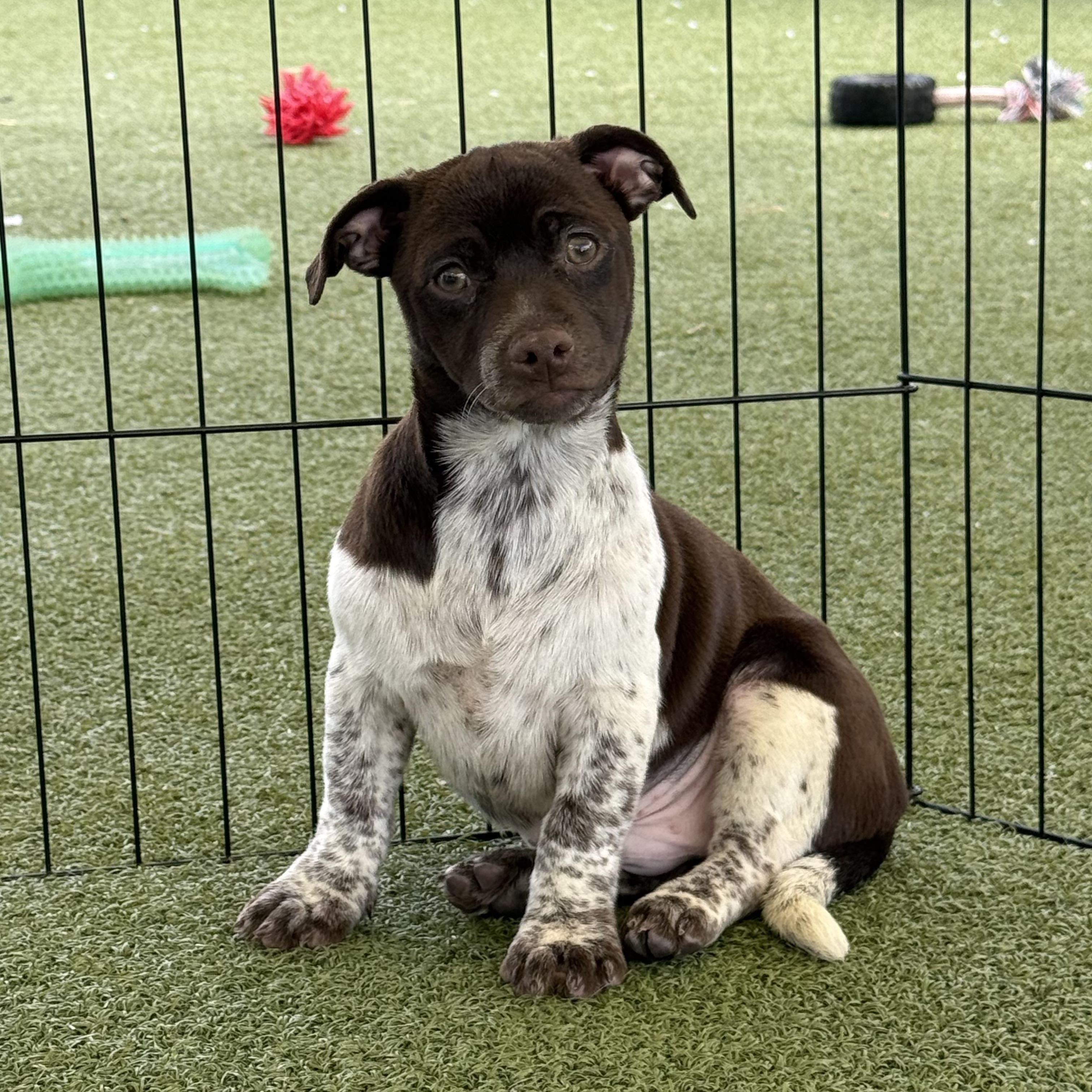 Enlarge Charlie, an adoptable mixed breed in Hays, KS image 2/5