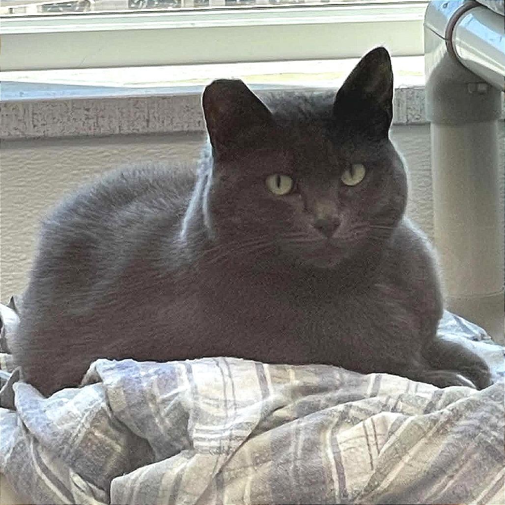 Bitty Bits, Adoptable, Adult Female Domestic Short Hair.