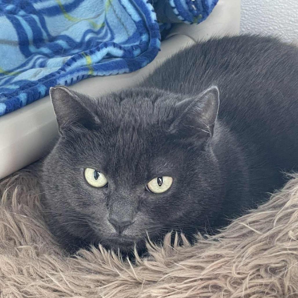 Bitty Bits, Adoptable, Adult Female Domestic Short Hair.