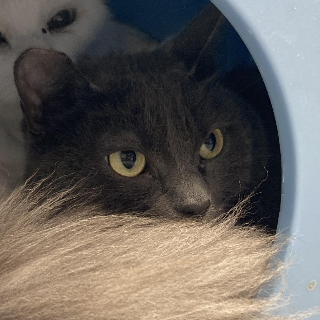 Enlarge Bitty Bits, a Adoptable Domestic Short Hair in St. Helena, CA image 1/3