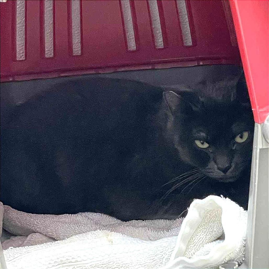 Enlarge Bitty Bits, a Adoptable Domestic Short Hair in St. Helena, CA image 2/3