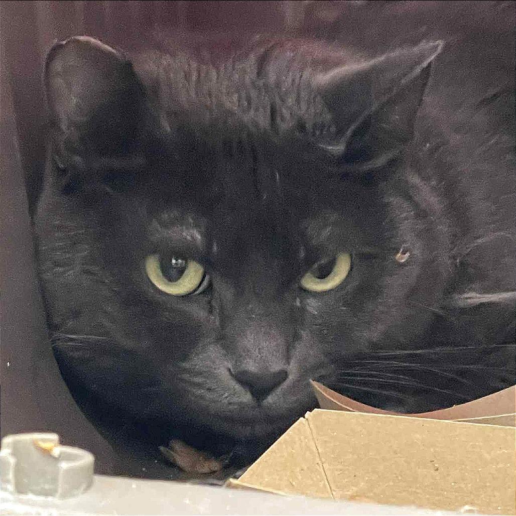 Bitty Bits, a Adoptable Domestic Short Hair in St. Helena, CA image 3/3