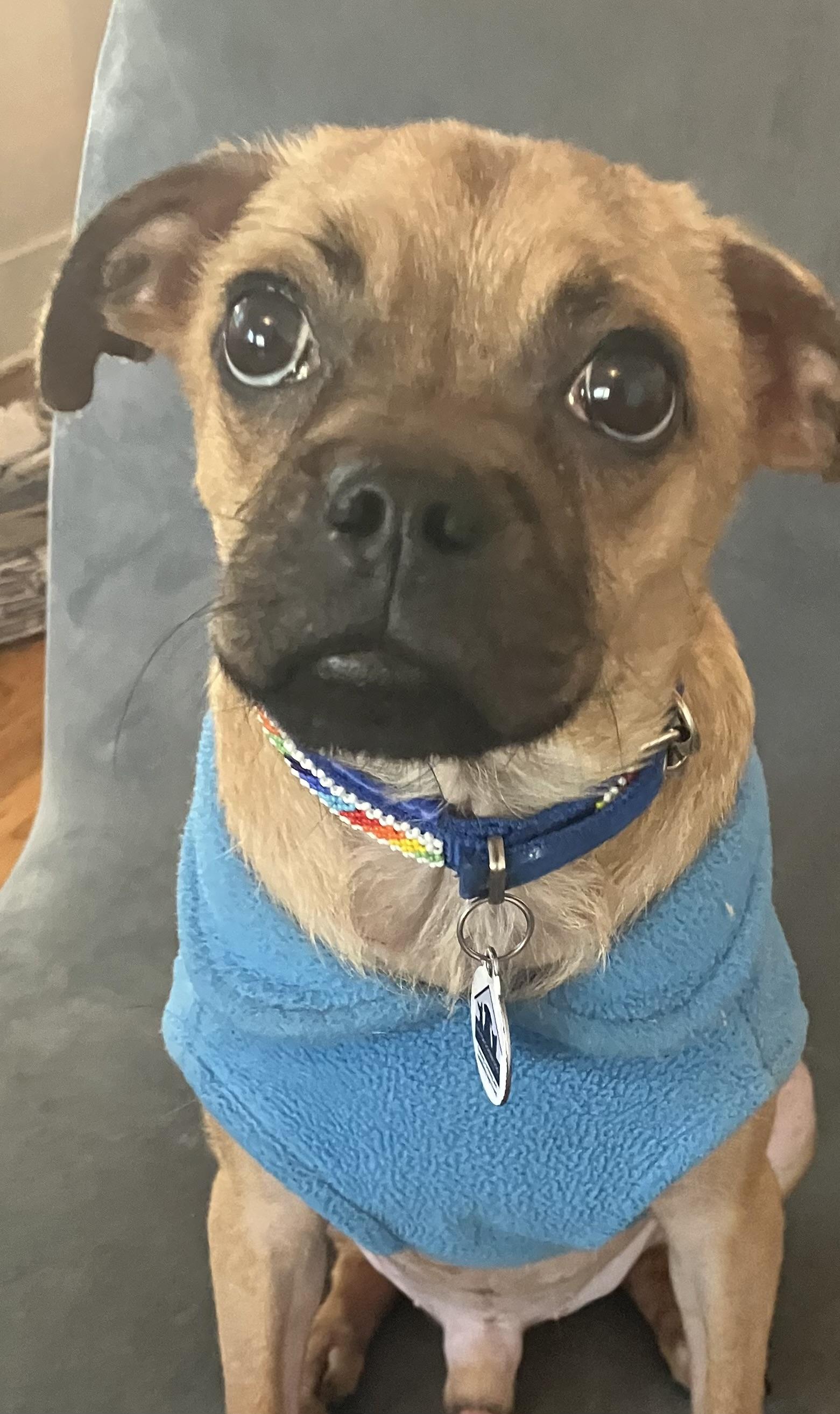 Finn, an adoptable Pug, Puggle in Santa Monica, CA, 90403 | Photo Image 1