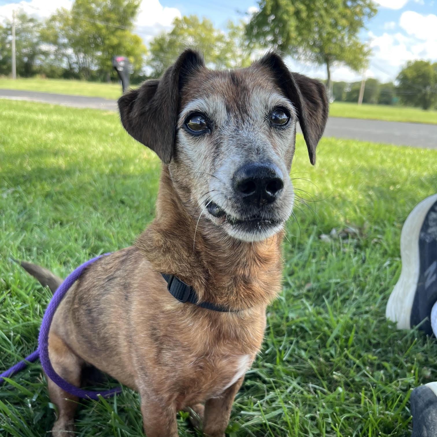 Enlarge Tinker, a Adoptable mixed breed in West Jefferson, OH image 3/3