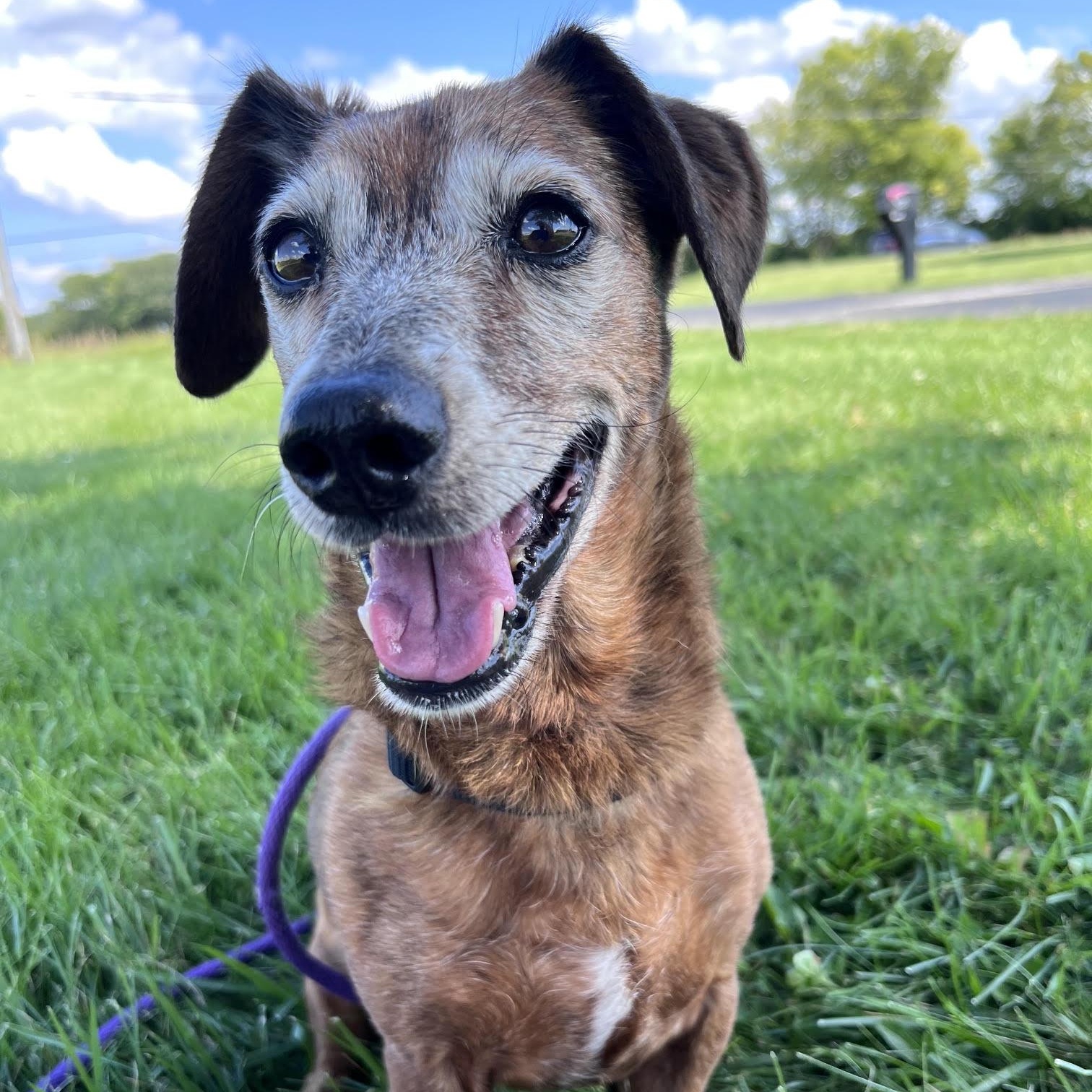 Enlarge Tinker, a Adoptable mixed breed in West Jefferson, OH image 2/3