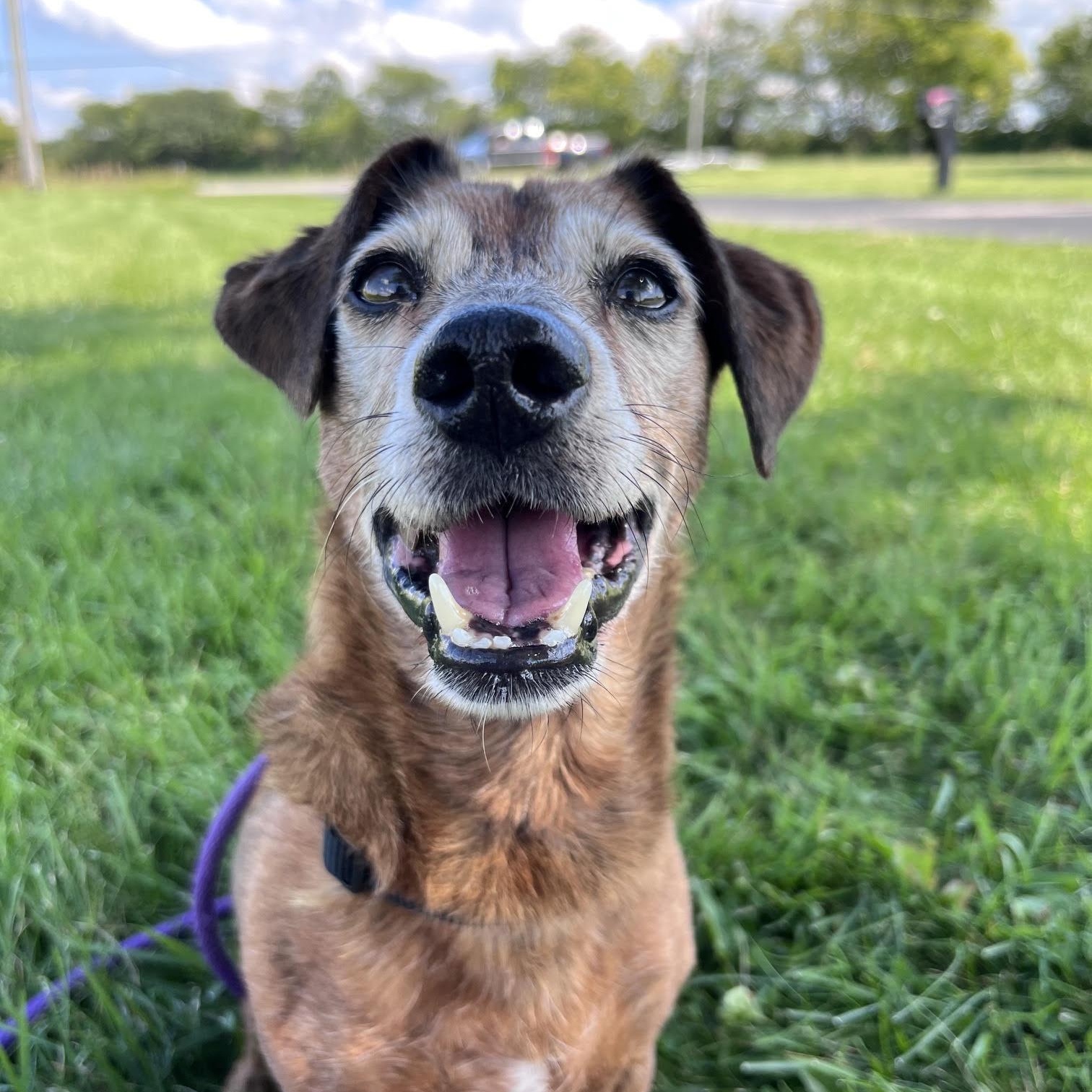 Enlarge Tinker, a Adoptable mixed breed in West Jefferson, OH image 1/3