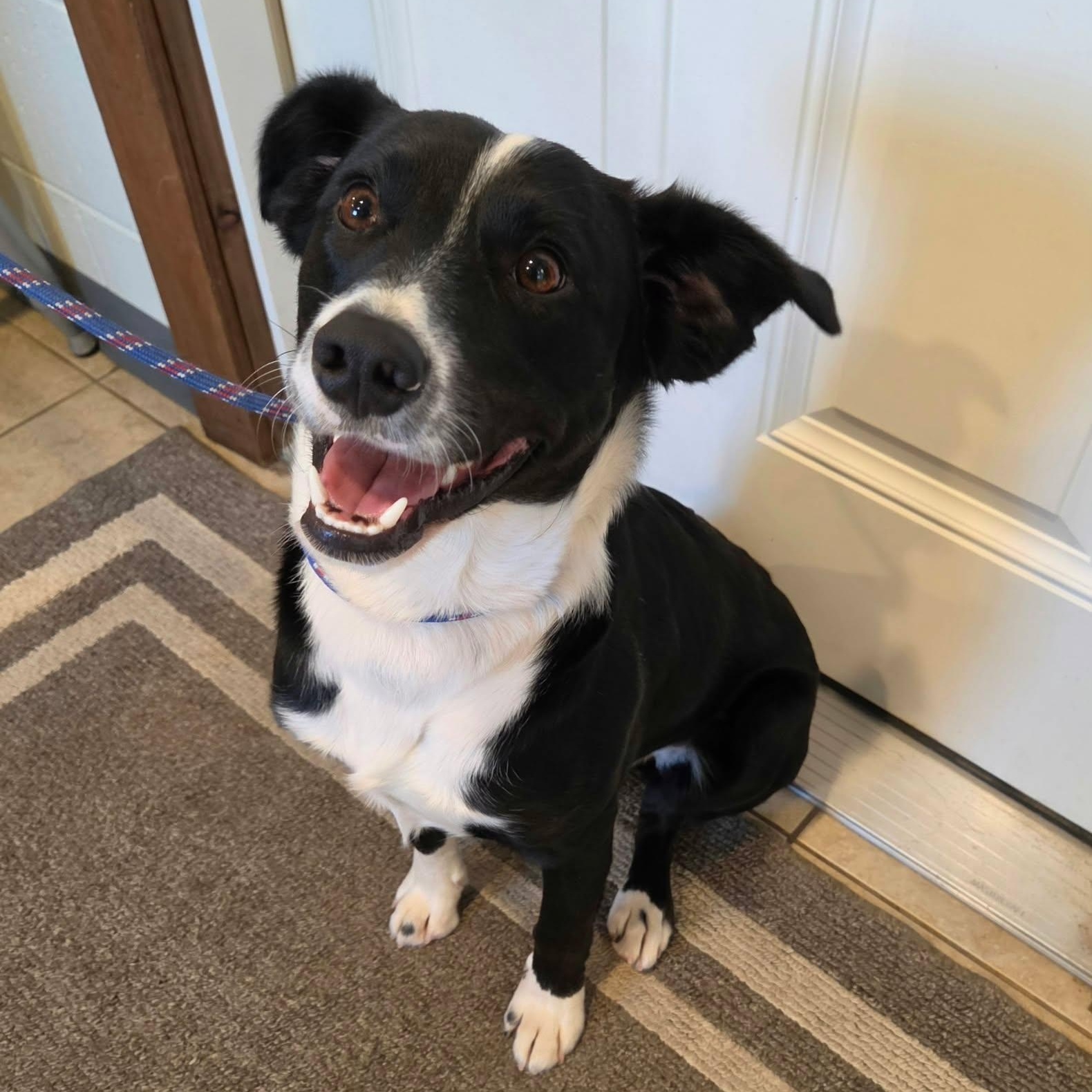 Enlarge Bruno, a Adopted mixed breed in Sparta, WI image 4/4