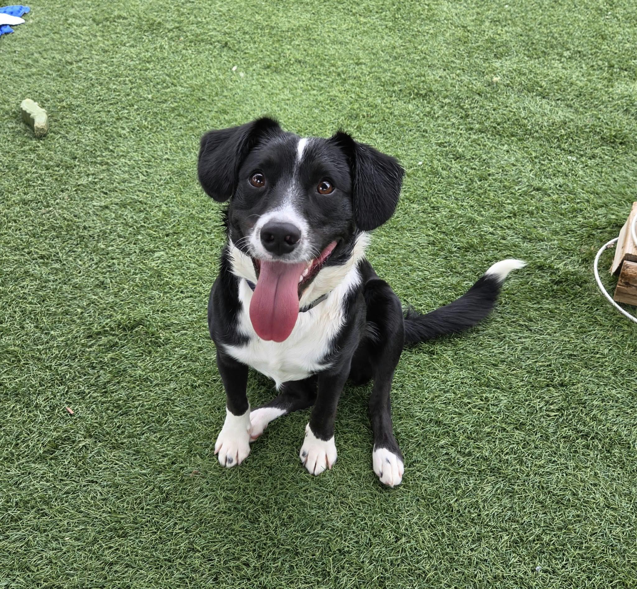 Enlarge Bruno, a Adopted mixed breed in Sparta, WI image 2/4
