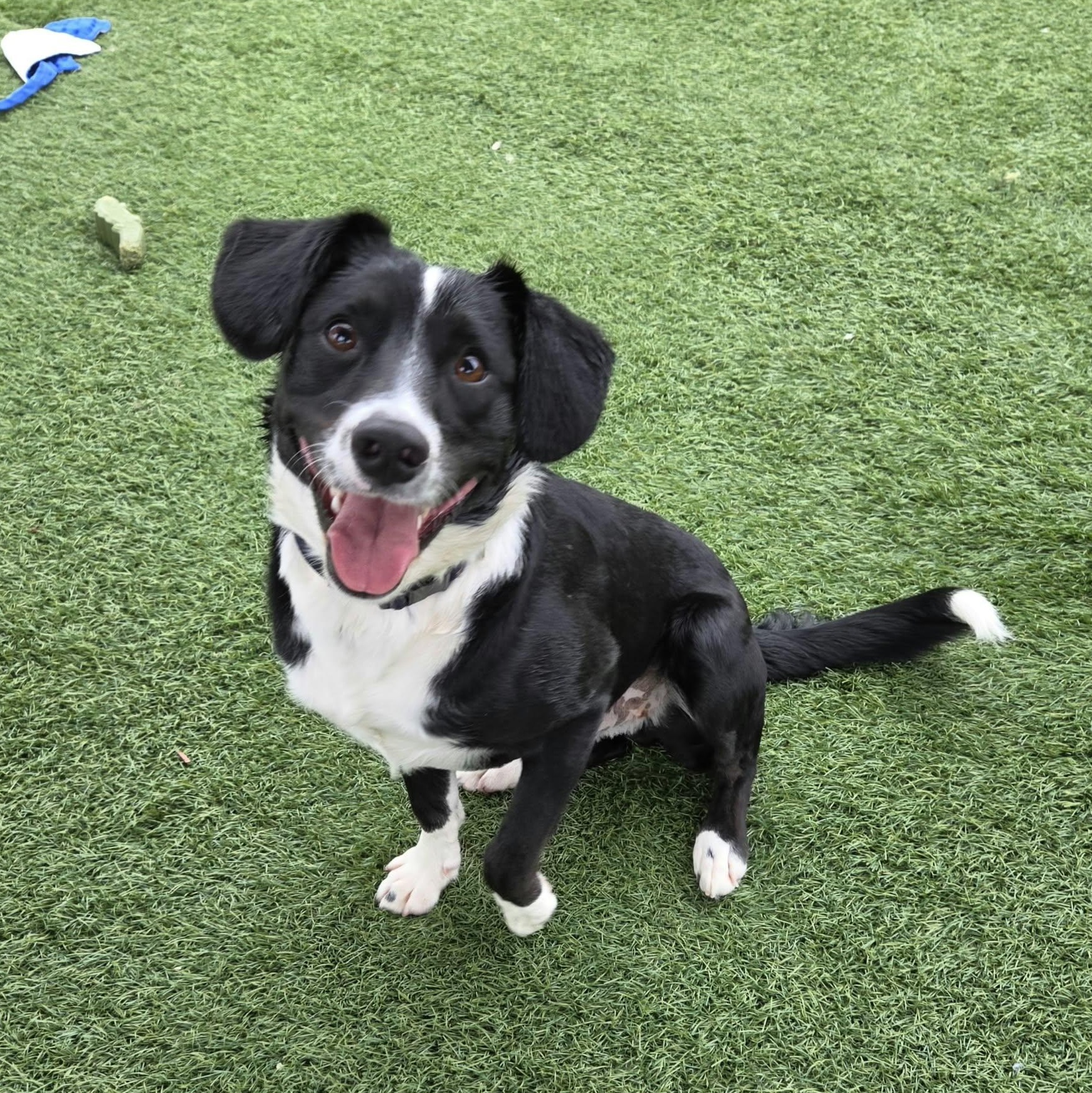 Bruno, Adopted, Young Male Border Collie & Beagle.