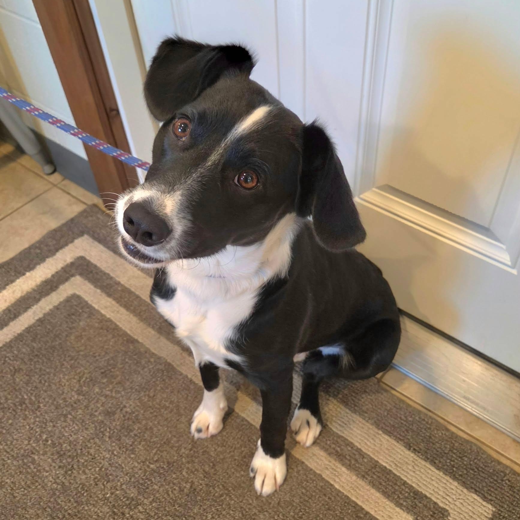 Enlarge Bruno, a Adopted mixed breed in Sparta, WI image 3/4