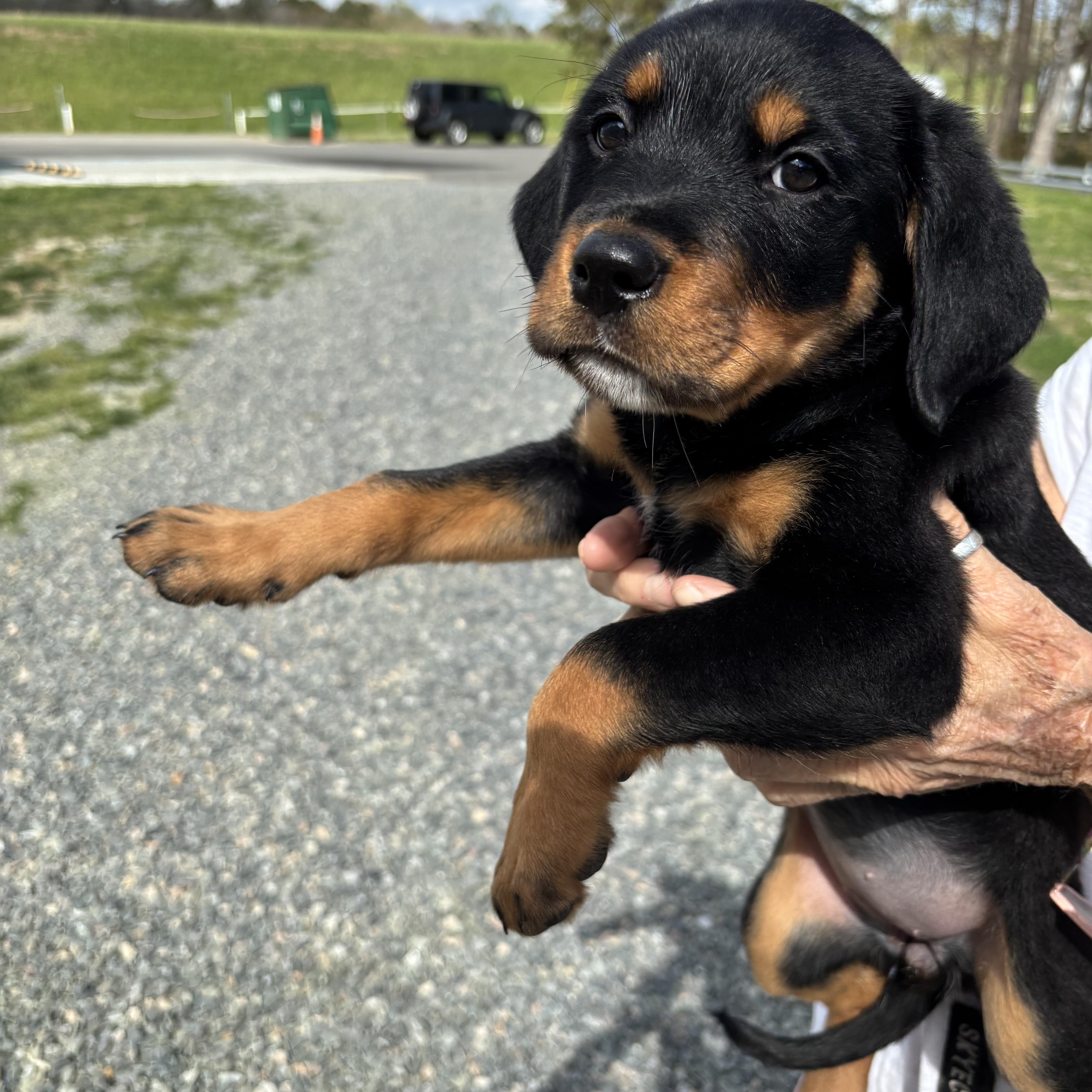 Enlarge Repunzel, an adopted Rottweiler in Gloucester, VA image 4/4