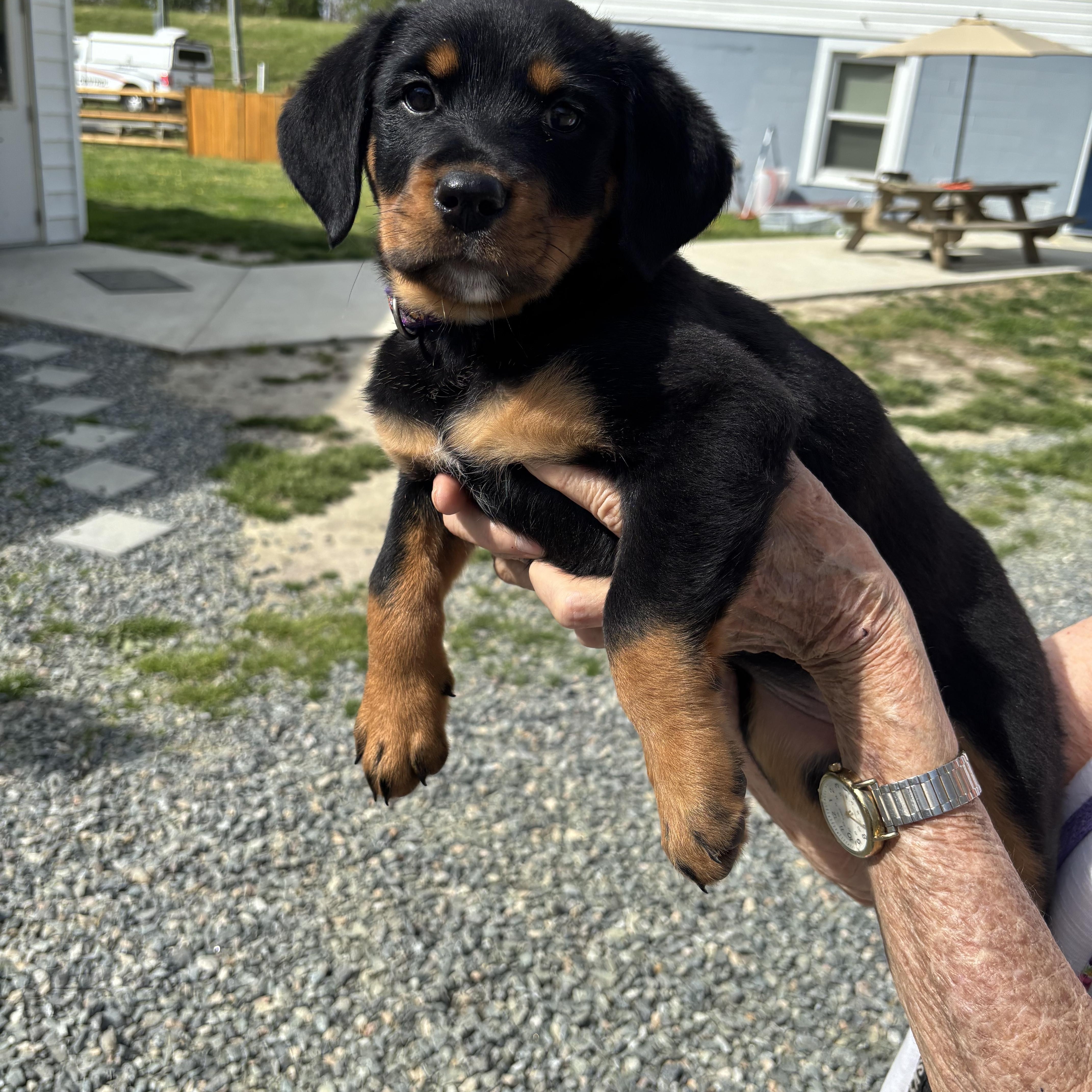 Enlarge Repunzel, an adopted Rottweiler in Gloucester, VA image 3/4