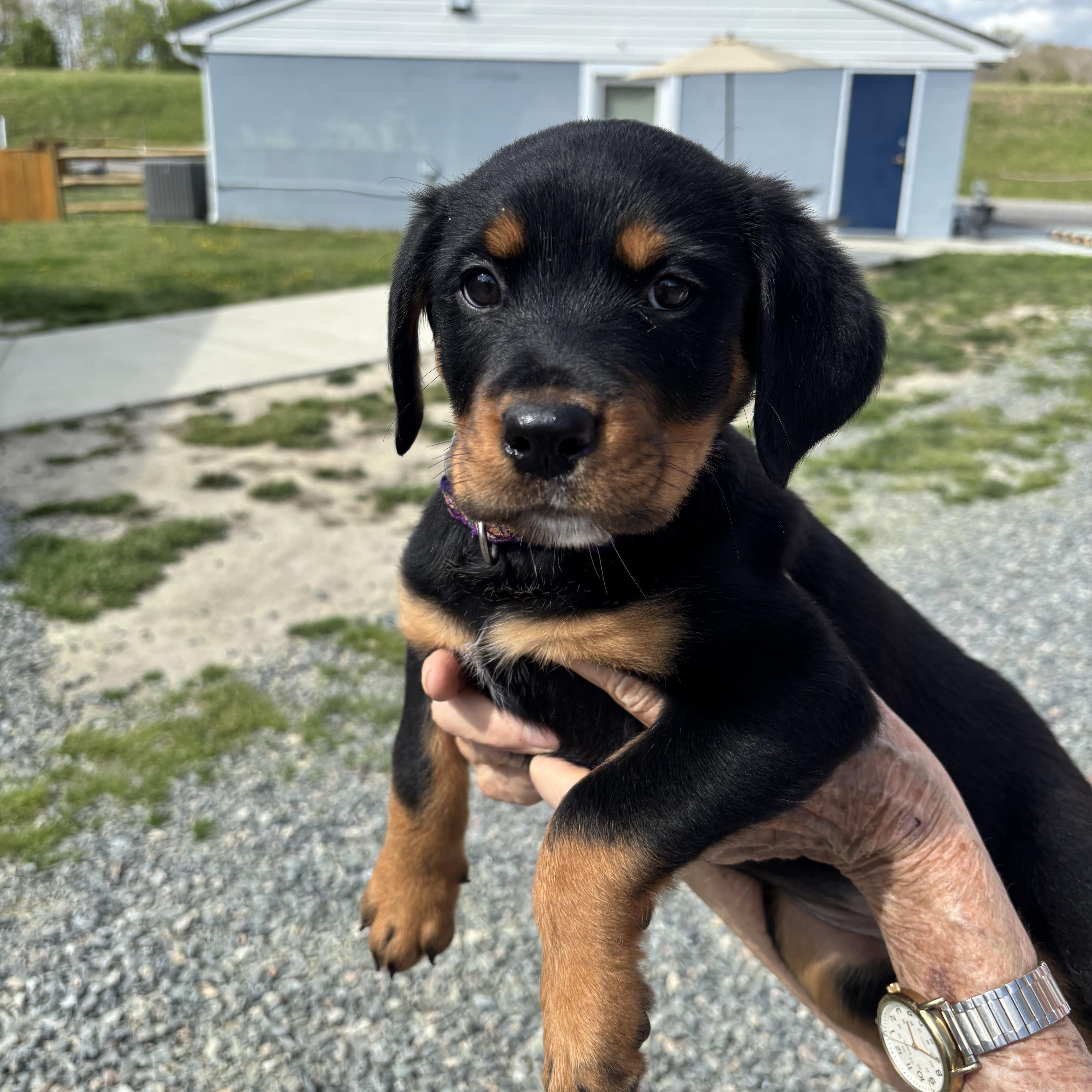Repunzel, adopted, Puppy Female Rottweiler.